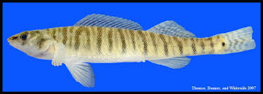 Attēlu rezultāti vaicājumam “Lophozia laxa macro”