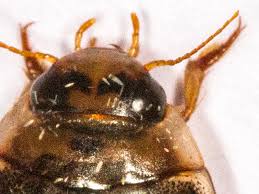 Attēlu rezultāti vaicājumam “Rhantus frontalis”