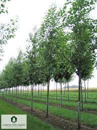 Attēlu rezultāti vaicājumam “Populus simonii”