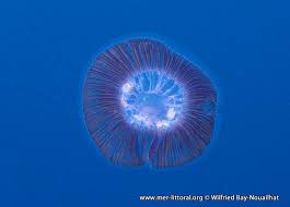 Attēlu rezultāti vaicājumam “Euura acutifoliae”