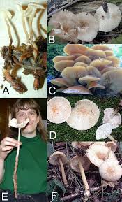 Attēlu rezultāti vaicājumam “Collybia sp.”