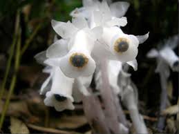 Image result for ギンリョウソウ