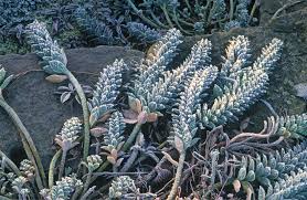 Image result for Wolfsmilch