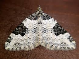 Attēlu rezultāti vaicājumam “Xanthorhoe fluctuata”