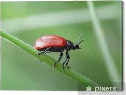 Attēlu rezultāti vaicājumam “Chrysomela populi”