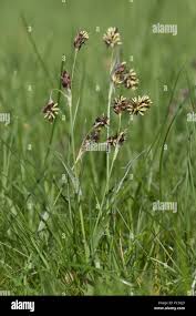 Attēlu rezultāti vaicājumam “Luzula campestris”