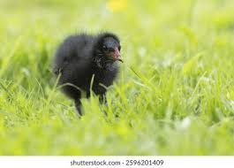 Attēlu rezultāti vaicājumam “Gallinula chloropus juvenile”