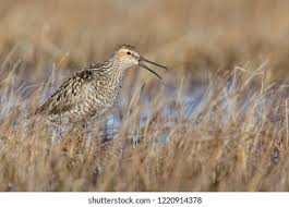 Image result for Calidris himantopus