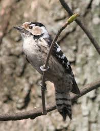 Attēlu rezultāti vaicājumam “Dendrocopos minor female”
