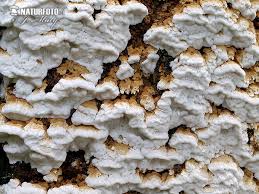 Attēlu rezultāti vaicājumam “Antrodia”