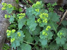 Attēlu rezultāti vaicājumam “Alchemilla subcrenata”