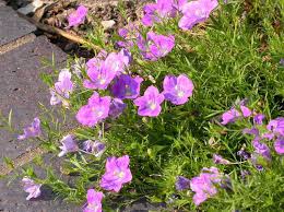 Image result for Nierembergia