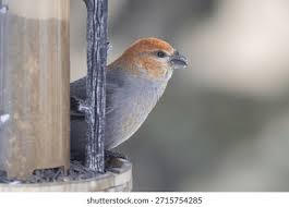 Attēlu rezultāti vaicājumam “Pinicola enucleator”