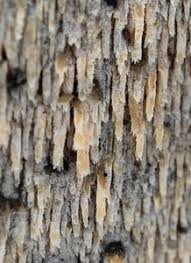 Attēlu rezultāti vaicājumam “Hyphodontia barba-jovis”