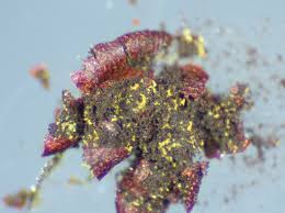 Attēlu rezultāti vaicājumam “Willkommlangea reticulata”