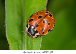 Attēlu rezultāti vaicājumam “Anatis ocellata”