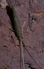 Attēlu rezultāti vaicājumam “Oecetis ochracea”