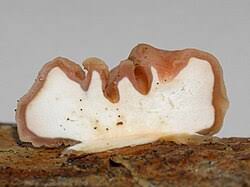 Attēlu rezultāti vaicājumam “Tremella encephala”