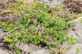Attēlu rezultāti vaicājumam “Honckenya peploides fruit”