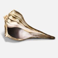 Image result for Sinistrofulgur perversum