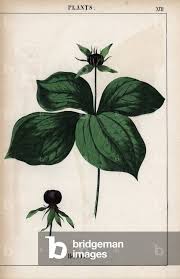 Attēlu rezultāti vaicājumam “Paris quadrifolia leaf”