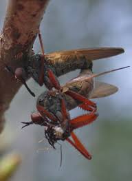 Attēlu rezultāti vaicājumam “Empis sp.”