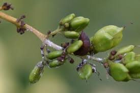 Attēlu rezultāti vaicājumam “Syringa vulgaris fruit”