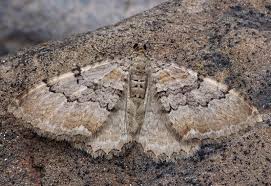 Attēlu rezultāti vaicājumam “Hydria cervinalis”