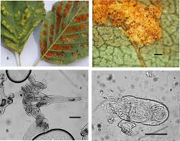 Attēlu rezultāti vaicājumam “Melampsoridium sp.”