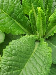 Attēlu rezultāti vaicājumam “Primula veris leaf”