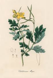 Image result for Chelidonium majus