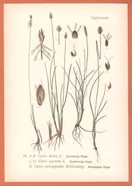 Attēlu rezultāti vaicājumam “Carex dioica”