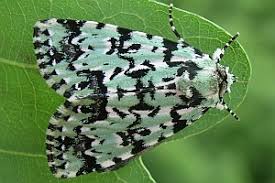 Attēlu rezultāti vaicājumam “Moma alpium”