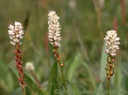 Attēlu rezultāti vaicājumam “Bistorta vivipara flower”