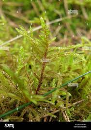 Attēlu rezultāti vaicājumam “Pleurozium schreberi”