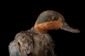 Attēlu rezultāti vaicājumam “Anas crecca male”