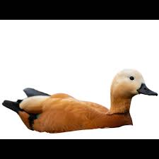 Attēlu rezultāti vaicājumam “Tadorna tadorna male”