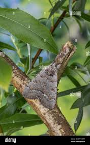 Attēlu rezultāti vaicājumam “Catocala pacta”