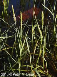 Attēlu rezultāti vaicājumam “Alopecurus aequalis flower”