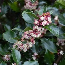 Attēlu rezultāti vaicājumam “Ilex x meserveae”