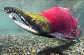 Image result for Oncorhynchus nerka