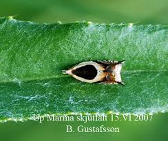 Attēlu rezultāti vaicājumam “Ancylis badiana”