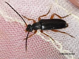 Attēlu rezultāti vaicājumam “Rhynchaenus lonicerae”