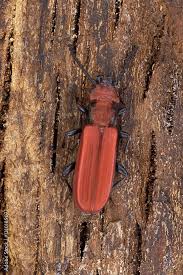 Attēlu rezultāti vaicājumam “Cucujus cinnaberinus”