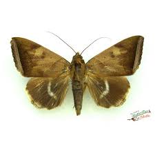 Attēlu rezultāti vaicājumam “Orthosia cruda”