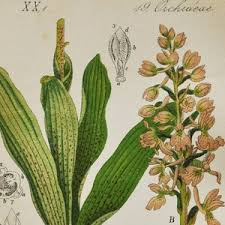 Attēlu rezultāti vaicājumam “Orchis mascula leaf”