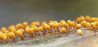 Attēlu rezultāti vaicājumam “Craterium minutum macro”