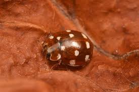 Attēlu rezultāti vaicājumam “Calvia quatuordecimguttata”