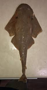 Image result for Squatina dumeril