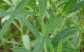 Attēlu rezultāti vaicājumam “Euphorbia virgata leaf”